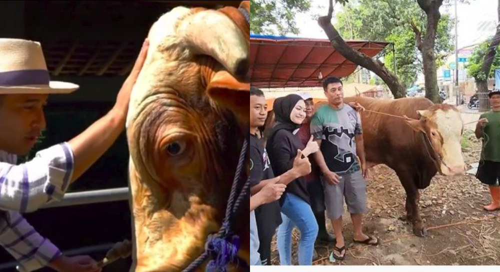 sederet-para-artis-yang-berkurban-sapi-jombo-siapa-yang-terberat.jpg