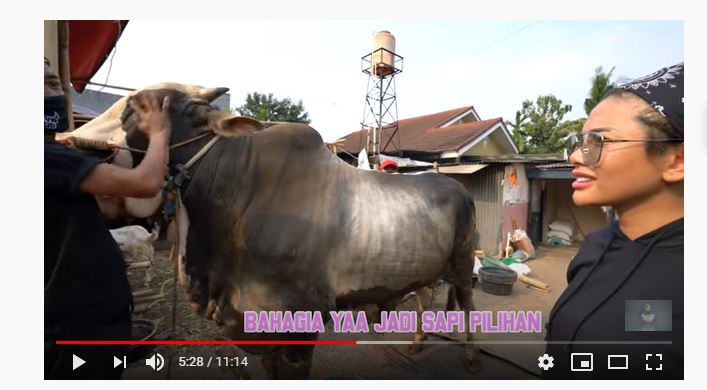selebriti-sensasional-nikita-mirzani-membeli-dua-sapi-kurban-berukuran-super-besar.jpg
