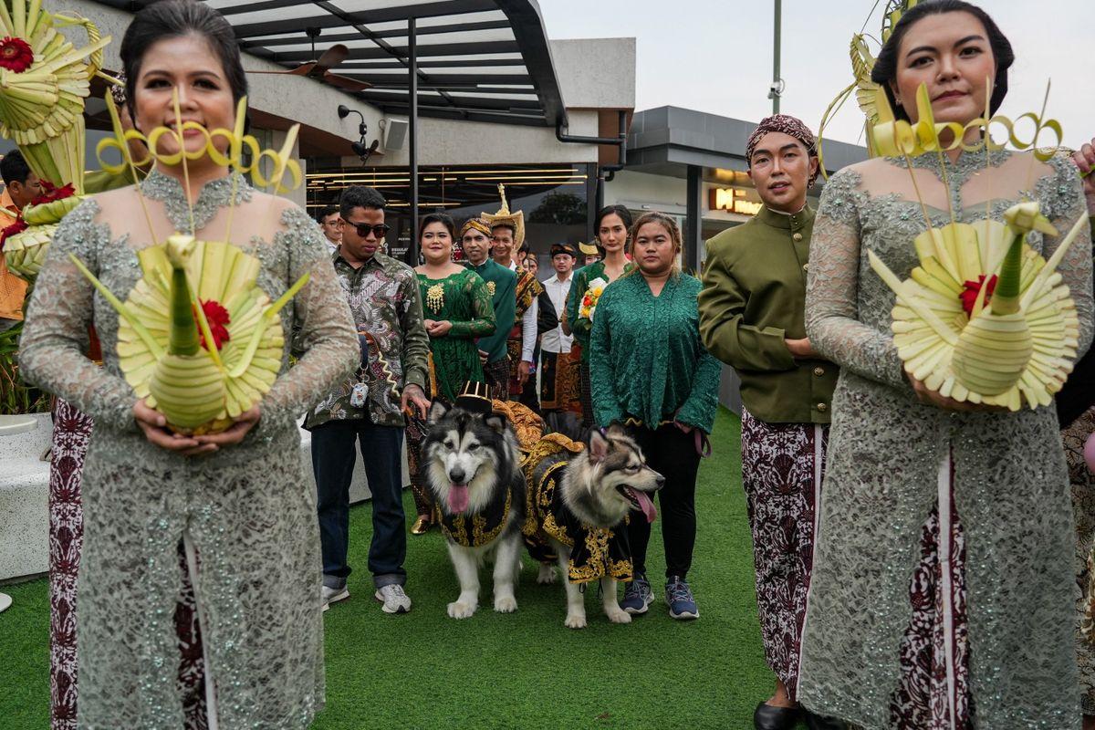 sepasang-anjing-ras-Alaskan-Malamute-Jojo-dan-Luna-pesta-pernikahan-super-mewah.jpg