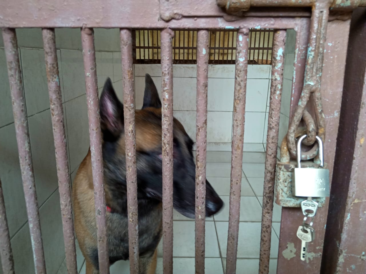 sparta-anjing-milik-presenter-bima-aryo-di-pusat-pelayanan-kesehatan-hewan-dan-pe-ragunanggu-jak.jpg