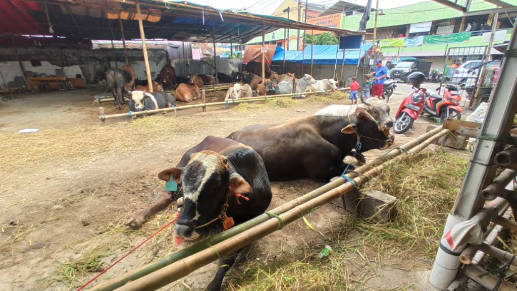 swab-penjual-hewan-kurban.jpg