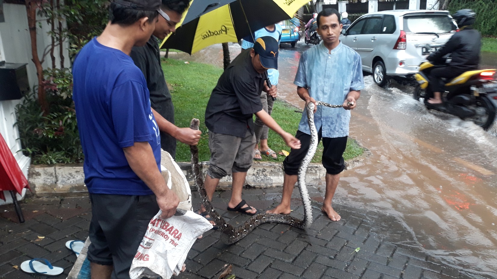 Warga Temukan Ular Sanca dengan Panjang 3,5 Meter di Permukiman Pondok Indah