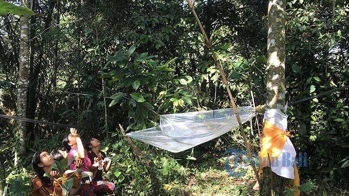 Viral Pohon Rambutan di Bali Keluarkan Air, Wangi Harum Seperti Bunga Rampe