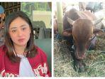 Kolase-Foto-Dewi-Perssik-dan-ilustrasi-sapi-kurban.jpg