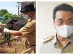 Kolase-Foto-Hewan-Kurban-dan-Wagub-DKI-Jakarta-Ahmad-Riza-Patria.jpg