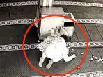 Maling-di-Cilincing-terekam-CCTV-saat-mengambil-uang-dari-dalam-kotak-amal.jpg