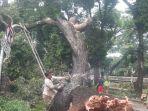 Pohon-Tanjung-Lawas-di-Jalan-Latuharhari-Menteng-Jakarta-Pusat-tumbang.jpg