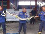 Sanca-sepanjang-5-meter-ditemukan-di-gorong-gorong-depan-kantor-pemadam-kebakaran.jpg
