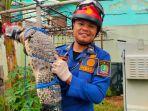 Tim-Rescue-Disdamkarmat-Kota-Bekasi-Evakuasi-dua-ekor-buaya-muara-berukura.jpg