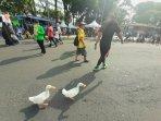 bebek-ikut-cfd.jpg