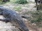 buaya-yang-ditangkap-warga-dusun-pangkal-raya-kecamatan-sungai-selan-1.jpg