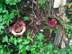 bunga-bangkai_20181029_131206.jpg
