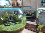 contoh-terarium-tertutup-di-botarium-kebun-raya-bogor-1.jpg