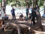dua-ekor-komodo.jpg