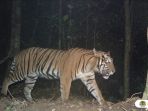 harimau-sumatera_20180813_155735.jpg
