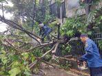 hujan-deras-pohon-tumbang-di-jakarta-selatan-2.jpg