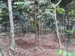 hutan-srengseng_20180329_170701.jpg