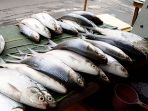 ikan-bandeng_20180213_133630.jpg