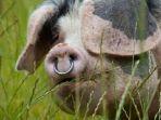ilustrasi-babi-peliharaan.jpg