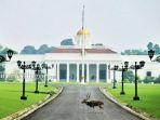 istana-bogor-jalan-ir-h-djuanda-kota-bogor.jpg