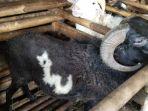 kambing-berwarna-hitam-pekat-milik-haji-kedin.jpg
