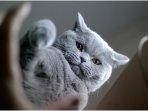 kucing-American-Shorthair.jpg