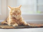 kucing_20180325_145721.jpg