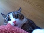 kucing_20180413_130023.jpg