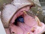 kuda-nil-makan-sampah.jpg