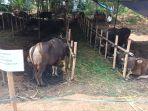 lokasi-penjualan-hewan-kurban-dikelola-andri-di-jalan-raya-condet-batu-ampar-kramat-jati.jpg