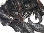 nawan-pencari-sapu-sapu-4.jpg<pf>nawan-pencari-sapu-sapu7.jpg<pf>nawan-pencari-sapu-sapu-7.jpg<pf>nawan-pencari-sapu-sapu-5.jpg<pf>nawan-pencari-sapu-sapu-3.jpg<pf>nawan-pencari-sapu-sapu-2.jpg<pf>nawan-pencari-sapu-sapu-1.jpg<pf>nawan-pencari-sapu-sapu.jpg