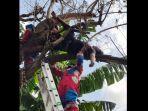 pemuda-di-tambora-tertidur-di-atas-pohon-usai-miras-dan-sabu.jpg