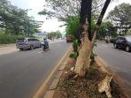 pohon-rindang-diduga-menjadi-penyebab-kecelakaan-di-jalan-raya-juanda-kota-depok.jpg