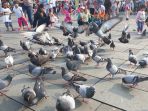 puluhan-burung-dara-di-kota-tua-jakarta_20180414_182018.jpg