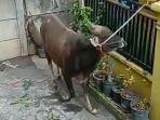 sapi-dengan-berat-sekitar-400-kilogram-mengamuk-Sunter-Agung.jpg