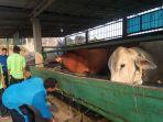 sapi-hasil-perawatan-penderita-odgj.jpg