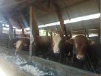 sapi-limousin-di-kawasan-sapi-perah-pondok-ranggon.jpg