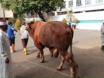 sapi-limousin-seberat-13-ton-milik-kapolri-jenderal-tito-karnavian_20180822_100048.jpg