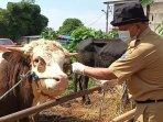 sapi-pmk-jaktim.jpg