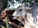 sapi_20180822_122500.jpg