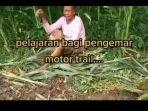 seorang-nenek-menangis-di-ladang-jagung.jpg