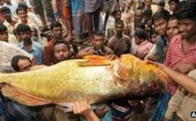 KKP Kembangkan Budidaya Kakap Putih Lepas Pantai