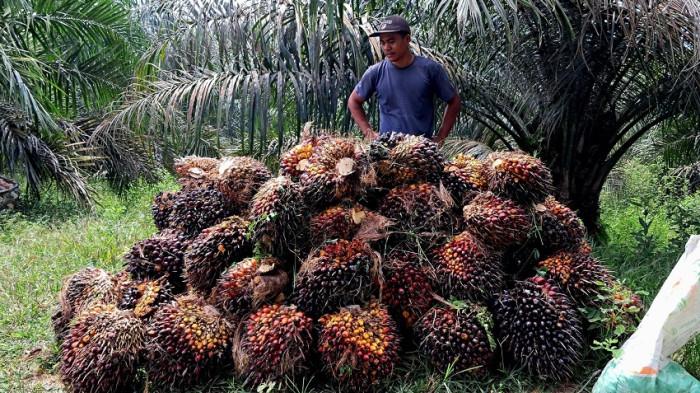 Ilustrasi tandan buah segar (TBS) kelapa sawit