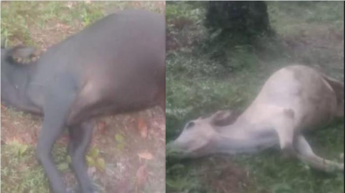 Kronologi 14 Sapi Warga di Bungo Jambi Mati Mendadak, Diduga Diracuni, Netizen Bela Pemilik Kebun