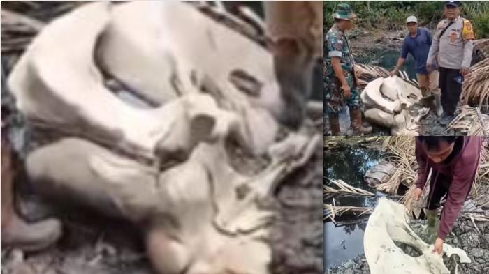 Geger! Tulang 'Raksasa' Ditemukan di Kebun Seberang Kota Tanjabbar Jambi