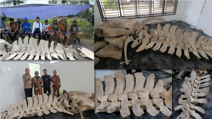 Tulang raksasa di Tanjabbar Jambi yang viral di sosial media mulai terindentifikasi.