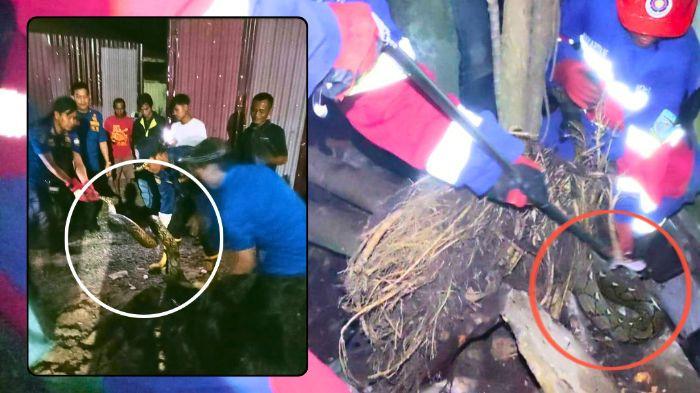 ULAR - Kolase foto tim Damkar evakuasi ular di Jambi. Maraknya kemunculan reptil berbahaya di area perumahan warga Jambi belakangan ini memicu kekhawatiran masyarakat. Selain faktor perubahan habitat, kondisi lingkungan yang lembap sering kali mengundang ular masuk ke halaman rumah. Sebagai langkah preventif, penggunaan tanaman pengusir ular kini menjadi solusi alami yang efektif dan ramah lingkungan.