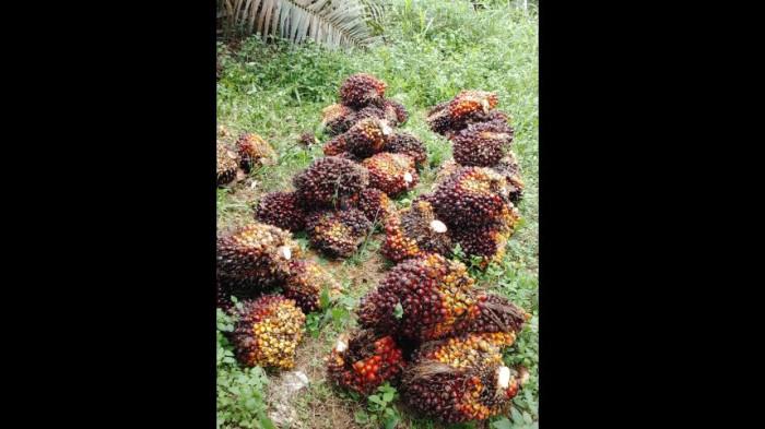 Turun Lagi, Harga Sawit di Jambi Periode 31 Oktober-6 November 2025 di Level Rp 3.567 per Kg