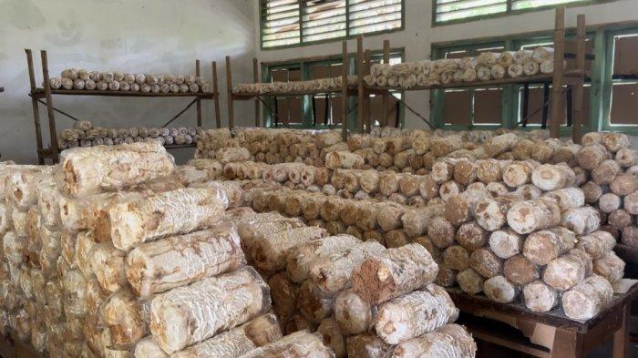 RUMAH JAMUR - Baglog jamur tiram di Rumah Jamur SMPN 11 Batang Hari, Kabupaten Batang Hari, Provinsi Jambi.