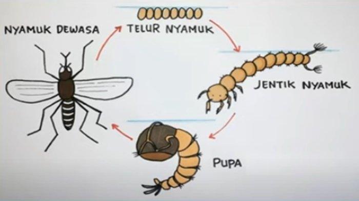 Gambar Siklus Hidup Nyamuk.